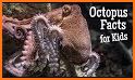 Octopuses Basic Infos related image