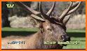 Deer hunting calls:Whitetail, Wapiti, moose sounds related image
