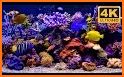 3D Aquarium Live Wallpaper related image