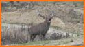 Deer hunting calls:Whitetail, Wapiti, moose sounds related image