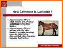 Laminitis related image