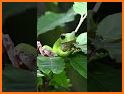 Cute Frog Green Themes related image