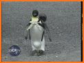 Penguin Pet related image