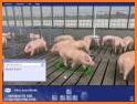 Pig Farm 3D related image