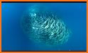 Shoal of fish related image