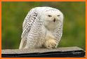Snowy Owl Launcher Theme related image