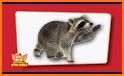 Animal Flash Cards related image