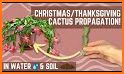 Plants Christmas related image