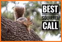 Squirrel hunting calls related image