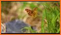 Aesthetic Wallpaper - Monarch Butterfly 3D related image