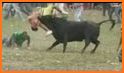Angry Bull Attack Shooting related image