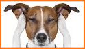 Anti Dog Bark Whistle: Stop Dog from Barking related image
