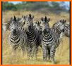 Zebra Weather related image