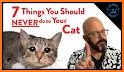 Angry cat guide related image