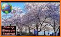 Cherry Blossom Festival related image