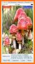 Mushroom Identify - Automatic picture recognition related image