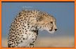 Cheetah Wallpapers related image