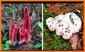 Super Mushroom Killer in Jungle Adventure related image