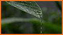Water Drop Leaf Theme related image