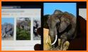 3D Elephant & animal Live Wallpaper for Free related image