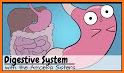 The Digestive System, 2nd Ed. related image