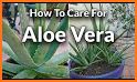 Care for Your Aloe Vera Plant related image