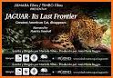 Panthera Frontier related image