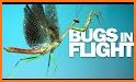 Flying Bugs related image