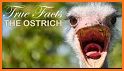 The Ostrich related image