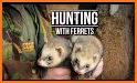 Pets Hunting related image