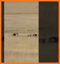 Wild Bird Ostrich Hunting 3D related image