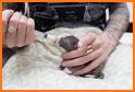 Kitties Newborn Caring related image