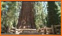 NPS Sequoia & Kings Canyon related image