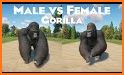 Gorilla Race! related image