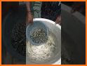 Fish Growing related image