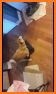 Shiba Crush related image