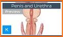 Penis Anatomy Encyclopedia related image