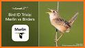 Bird Guide + Quiz Game PRO related image