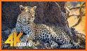 Cheetah Wallpapers related image