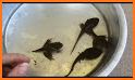 Cute Tadpole Rescue related image