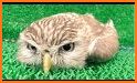 Funny Owl related image