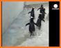 Majestic Penguin Escape related image