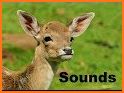 Deer Antler Rattles & Deer Calls & Deer Sounds related image