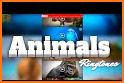 Animal Sounds Ringtones Free related image