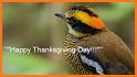 Thanksgiving Wallpaper: HD images Free download related image