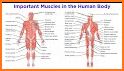 The Muscular System Manual related image