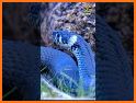 Snake Videos - Short Lyrical Video Made in India related image