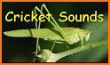 Cricket Sounds related image