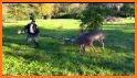 Whitetail Deer Calls - Ad Free related image