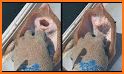 Stingrays related image